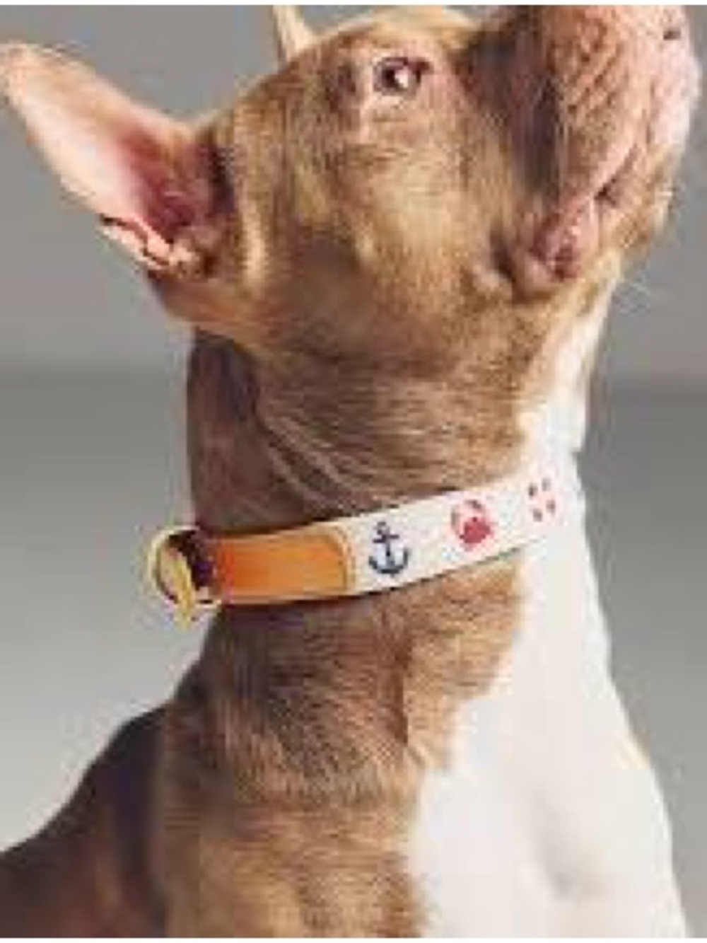 NWT and in packaging Anthropologie Adorable Needlepoint Summer Dog Collar